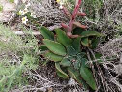 Imagem de Echeveria schaffneri (S. Wats.) Rose