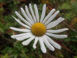 Image of arctic daisy