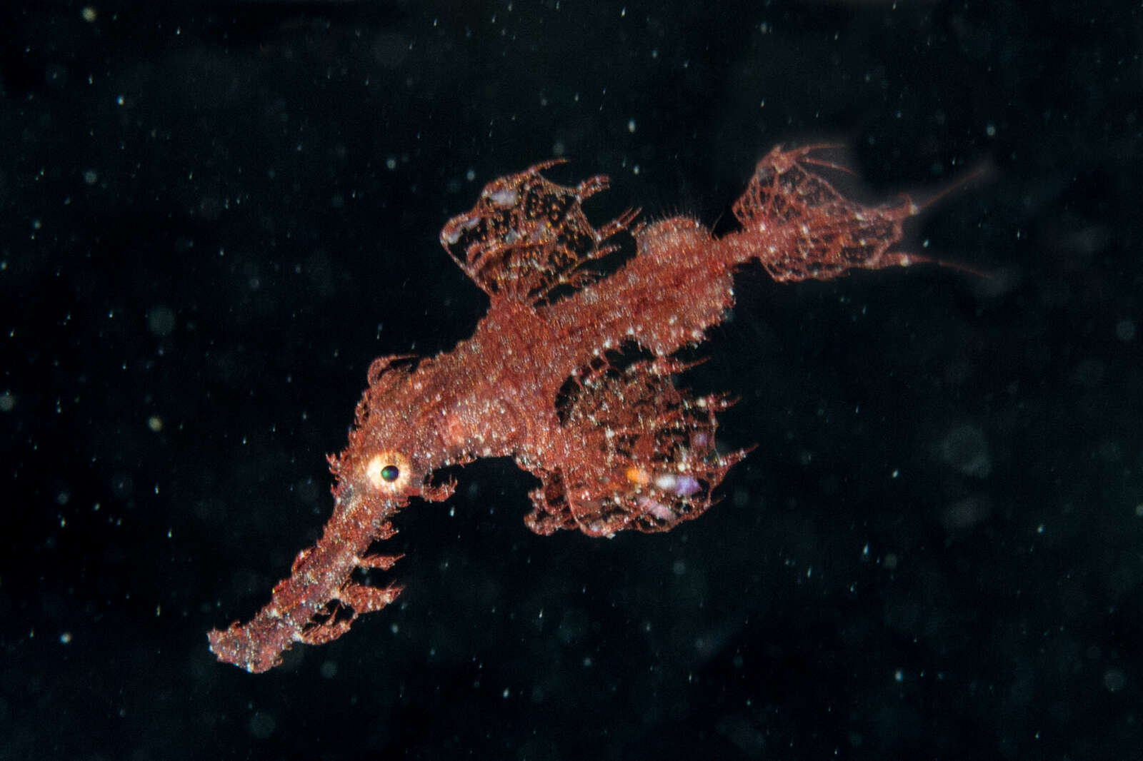 Image of Hairy ghost pipefish