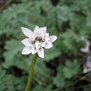 Image of Perezia lactucoides (Vahl) Less.