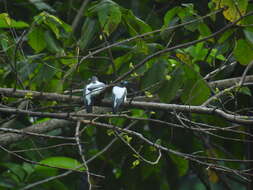 Image of Ivory-backed Woodswallow