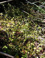 Image of Coprosma spathulata subsp. hikuruana de Lange & Heenan