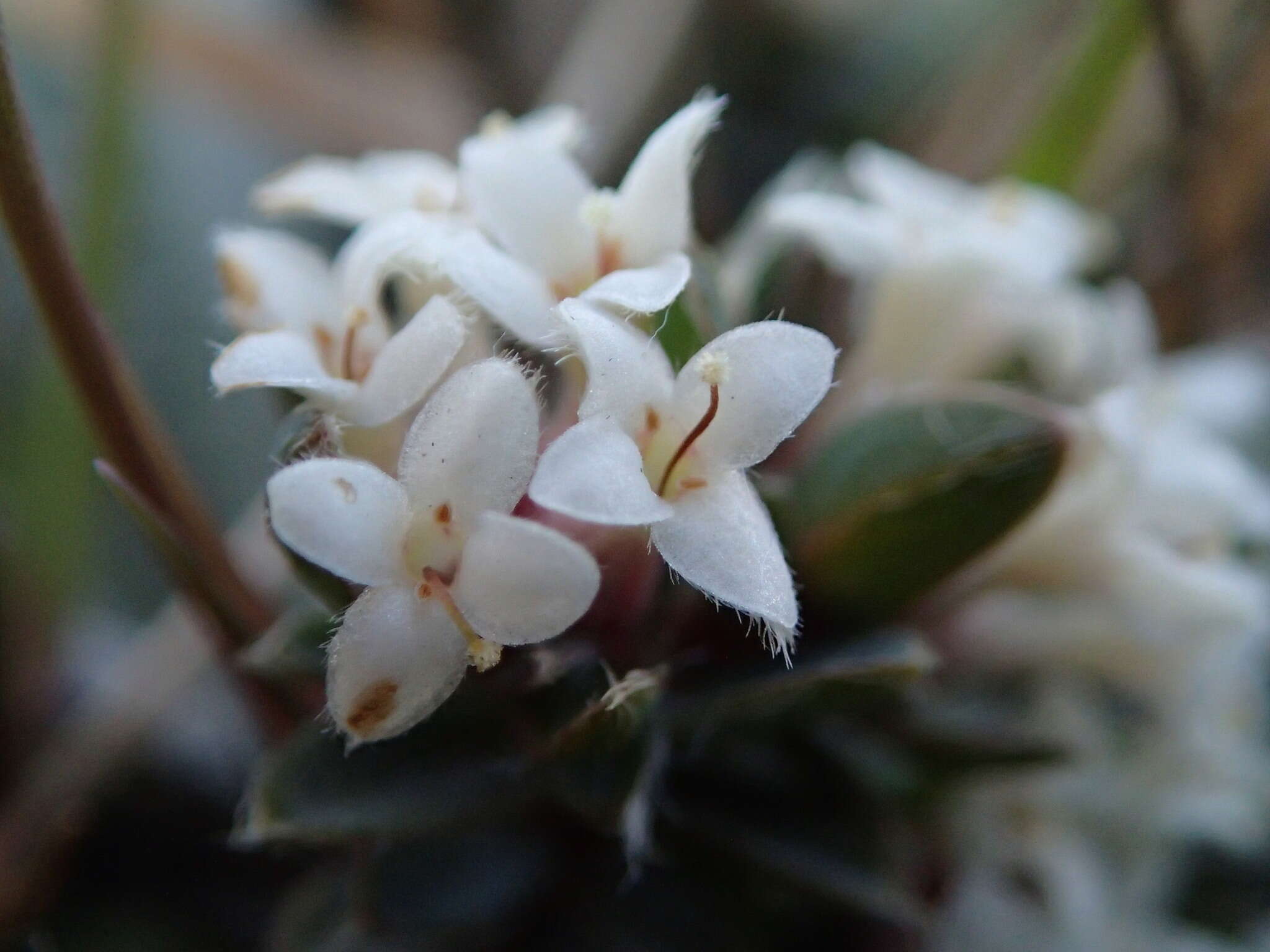 Image of Pimelea oreophila subsp. lepta C. J. Burrows