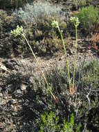 Image of Tylecodon wallichii subsp. wallichii