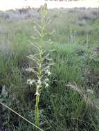 Image de Habenaria falcicornis subsp. falcicornis