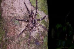 Image of Fringed Ornamental Tarantula