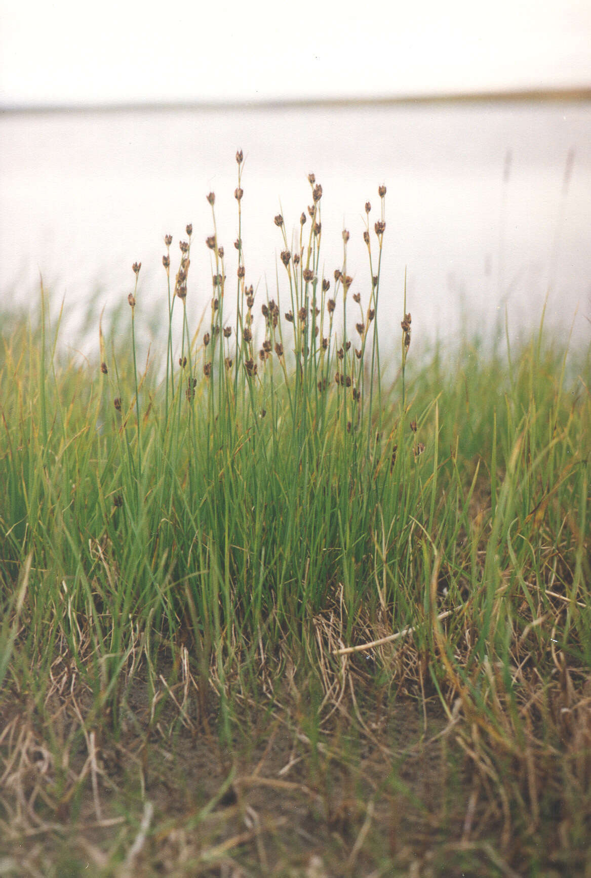 Image de Juncus castaneus subsp. leucochlamys (V. J. Zinger ex V. I. Krecz.) Hultén