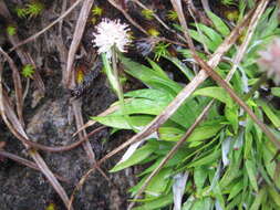 Image of Purple Featherling