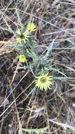 Image of Carlina racemosa L.