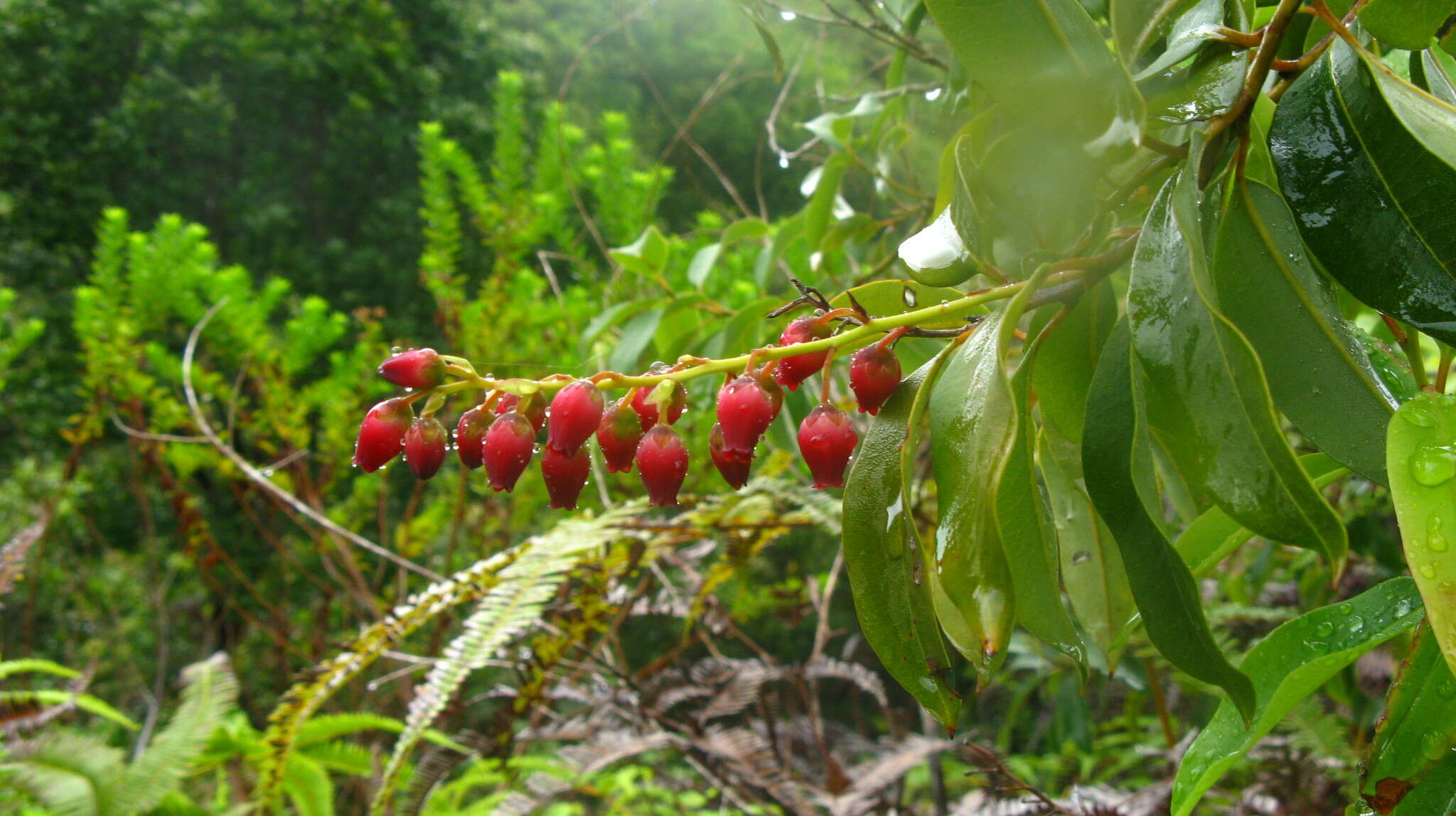 Image of Agarista salicifolia (Lam.) G. Don