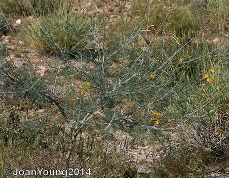 Image of Coalisina angustifolia (Forsk.) Rafin.