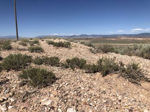 Image of pygmy sagebrush