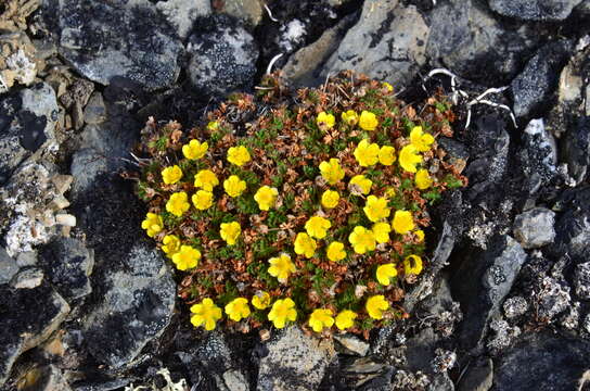 Image of silverweed