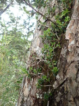 Image of Vaccinium emarginatum Hayata