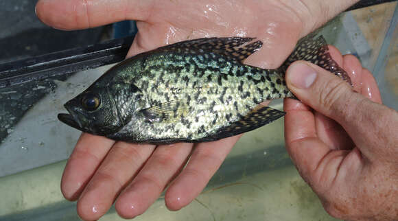 Image of Black Crappie