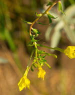 Oenothera clelandii W. Dietrich, P. H. Raven & W. L. Wagner的圖片