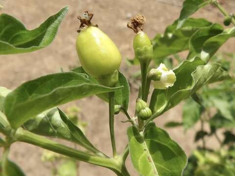 Image of cayenne pepper