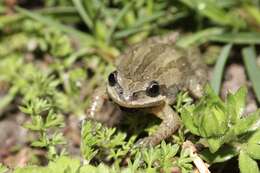 Image of New Jersey Chorus Frog