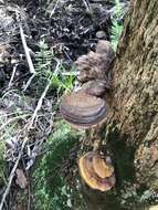 Ganoderma zonatum Murrill 1902的圖片