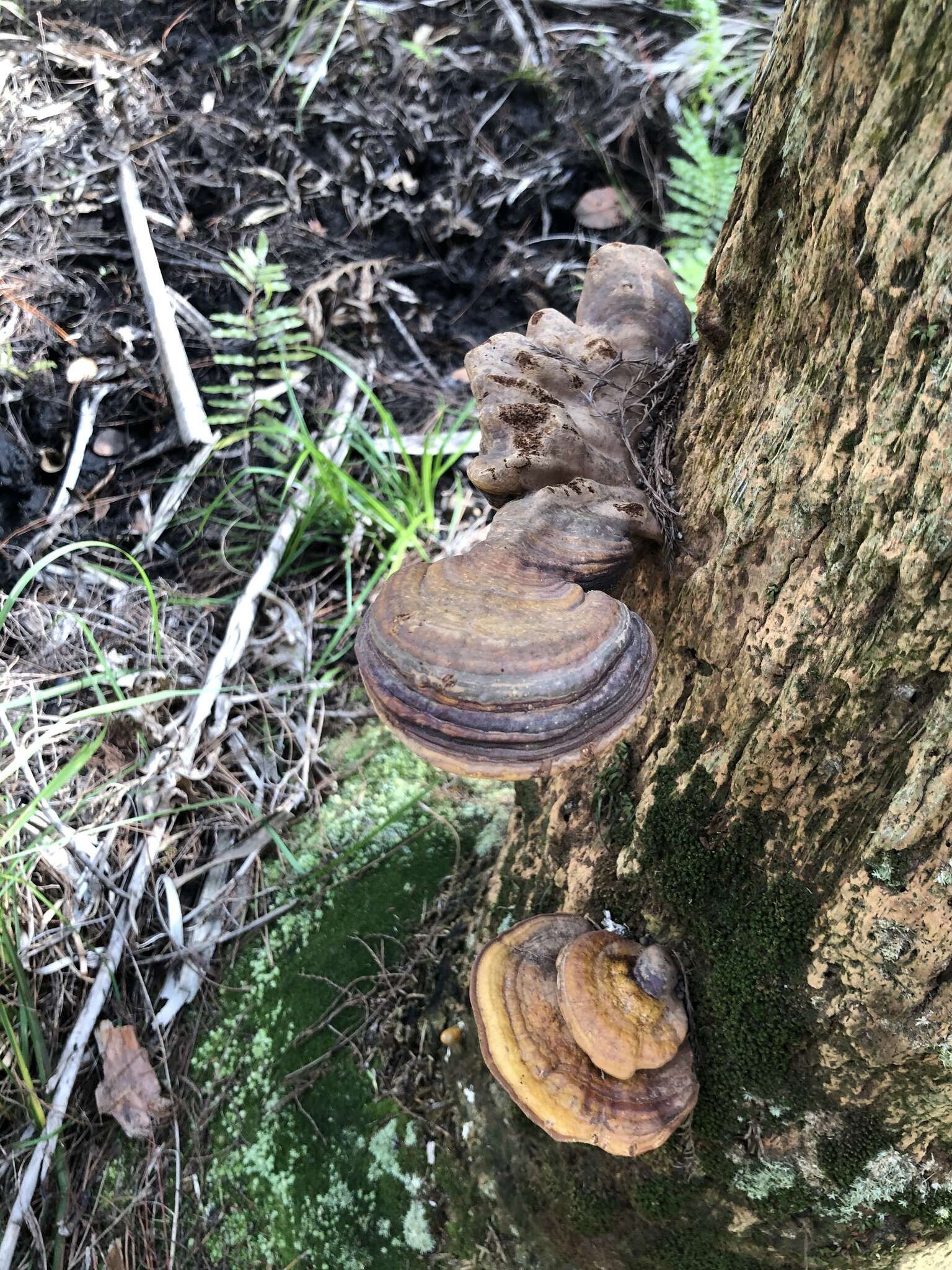 Image of Ganoderma zonatum Murrill 1902