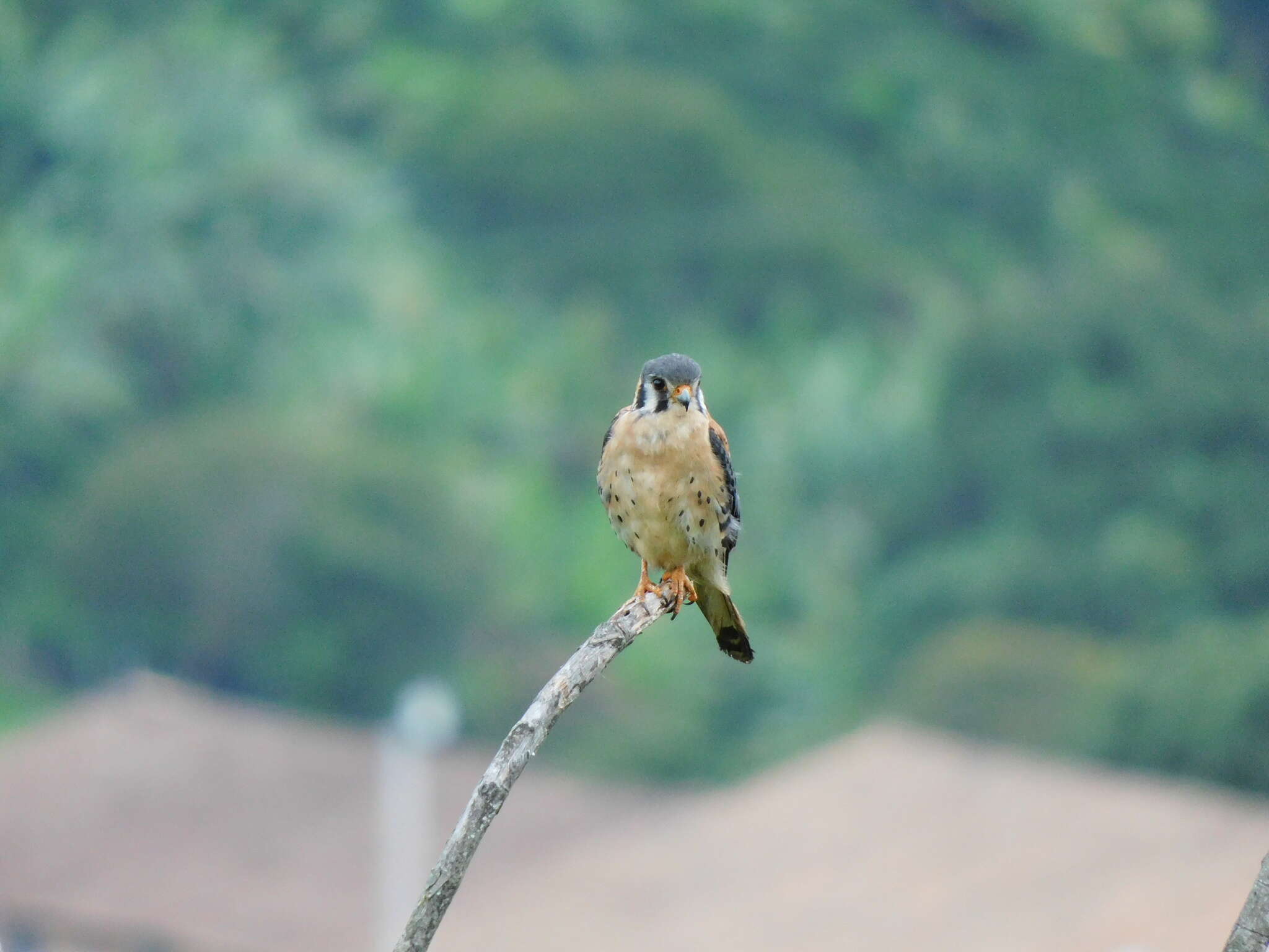 Image of Falco sparverius caucae (Chapman 1915)