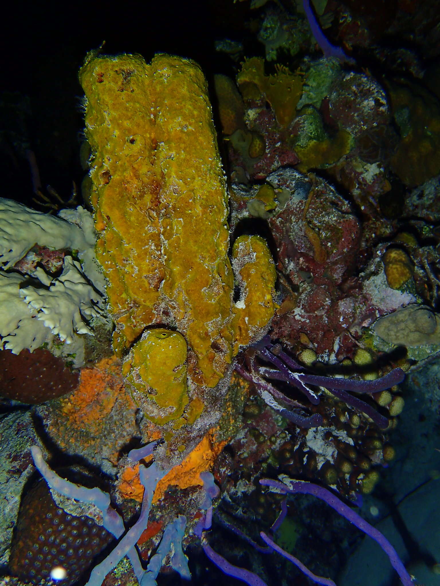 Image of Yellow tube sponge