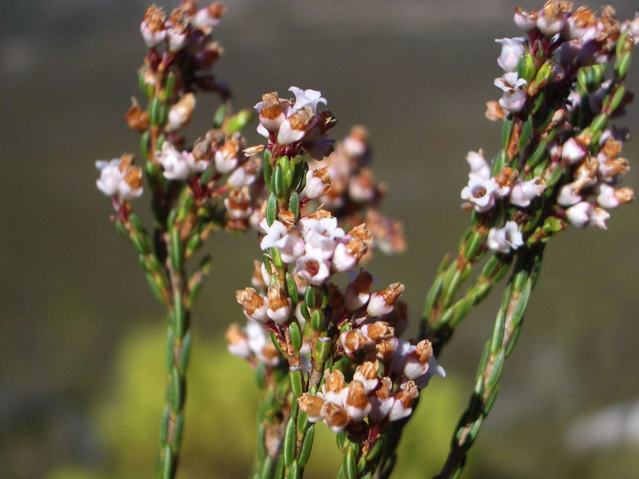 Image of Erica articularis var. articularis