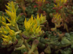 صورة Sedum oreganum subsp. oreganum