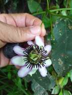 Imagem de Passiflora dawei Killip