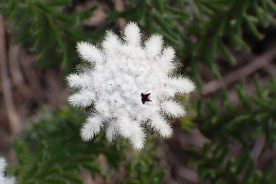 Image of Phylica curvifolia (Presl) Pillans ex Fourc.