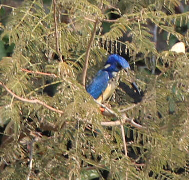 Image of Half-collared Kingfisher