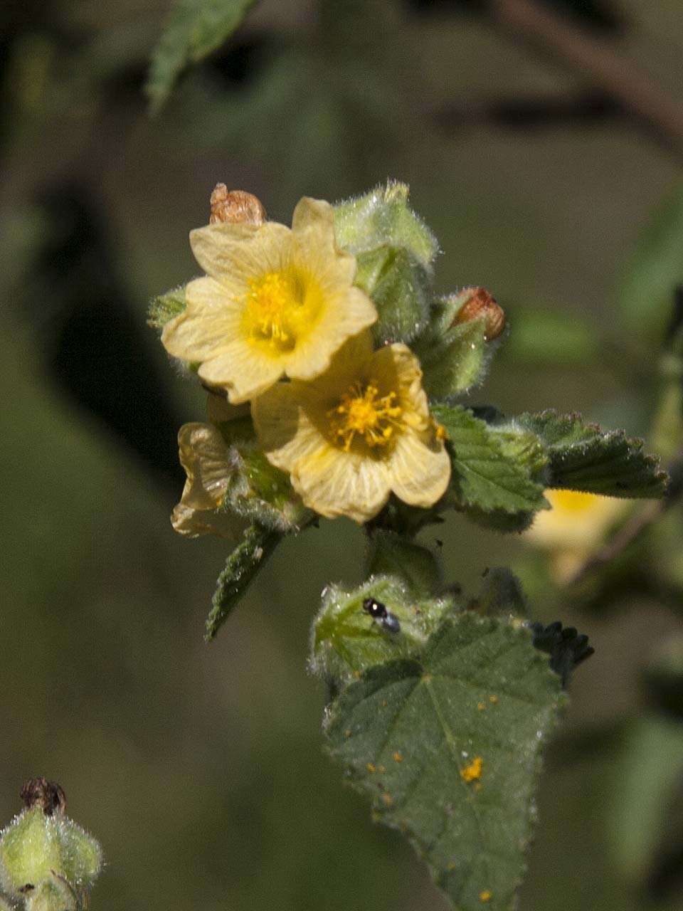 Image of country mallow