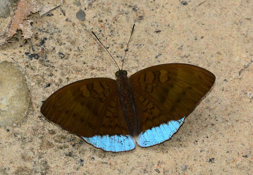 Image of Tanaecia julii Bougainville 1837