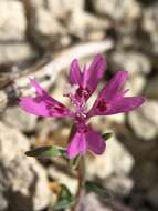 Image of gunsight clarkia