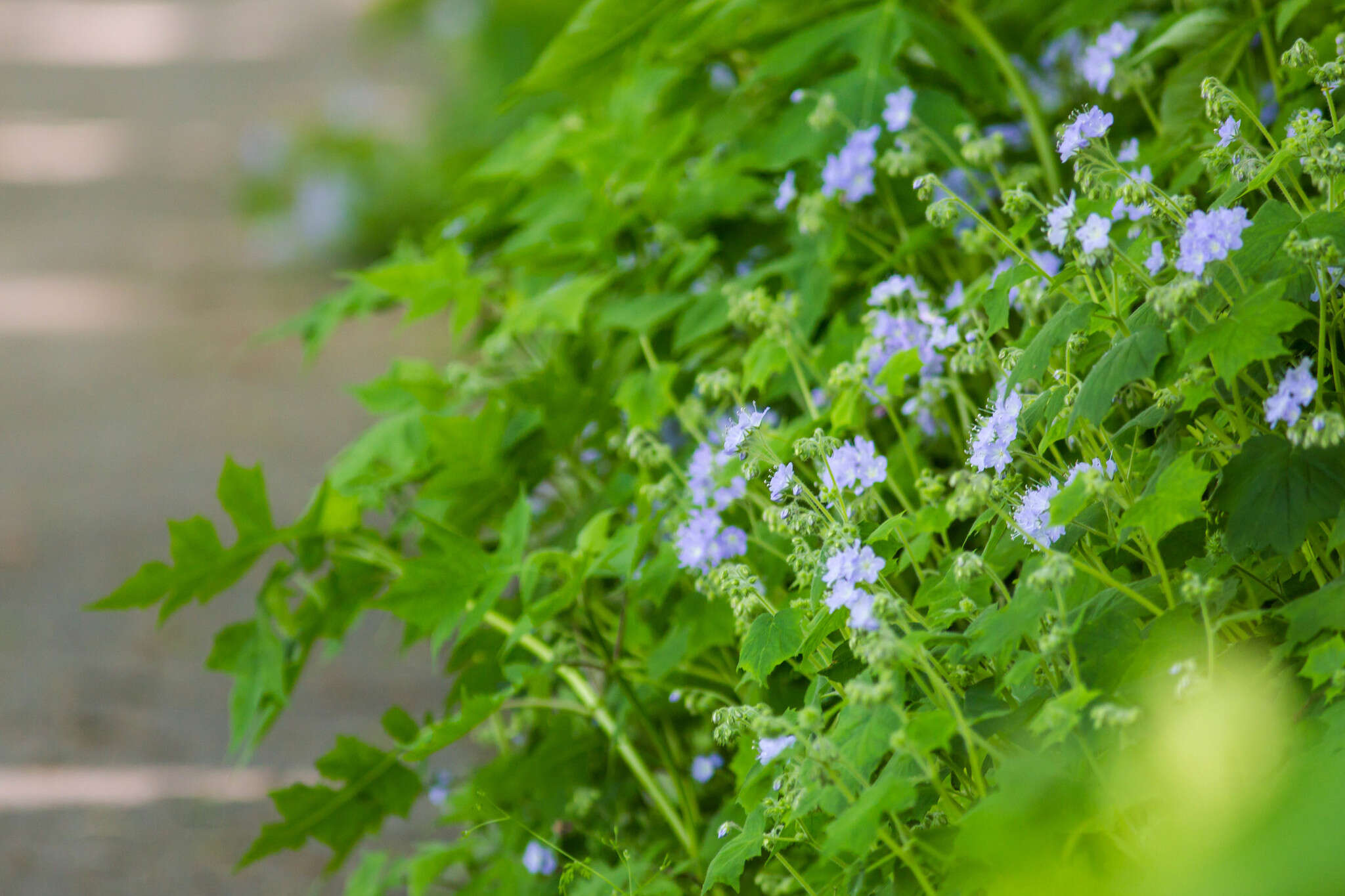 Image de Hydrophyllum appendiculatum Michx.