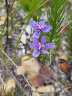 Image of Moraea lugubris (Salisb.) Goldblatt