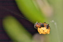 Image of Micrathena glyptogonoides Levi 1985