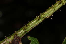 Image of Rubus hylocharis W. C. R. Watson