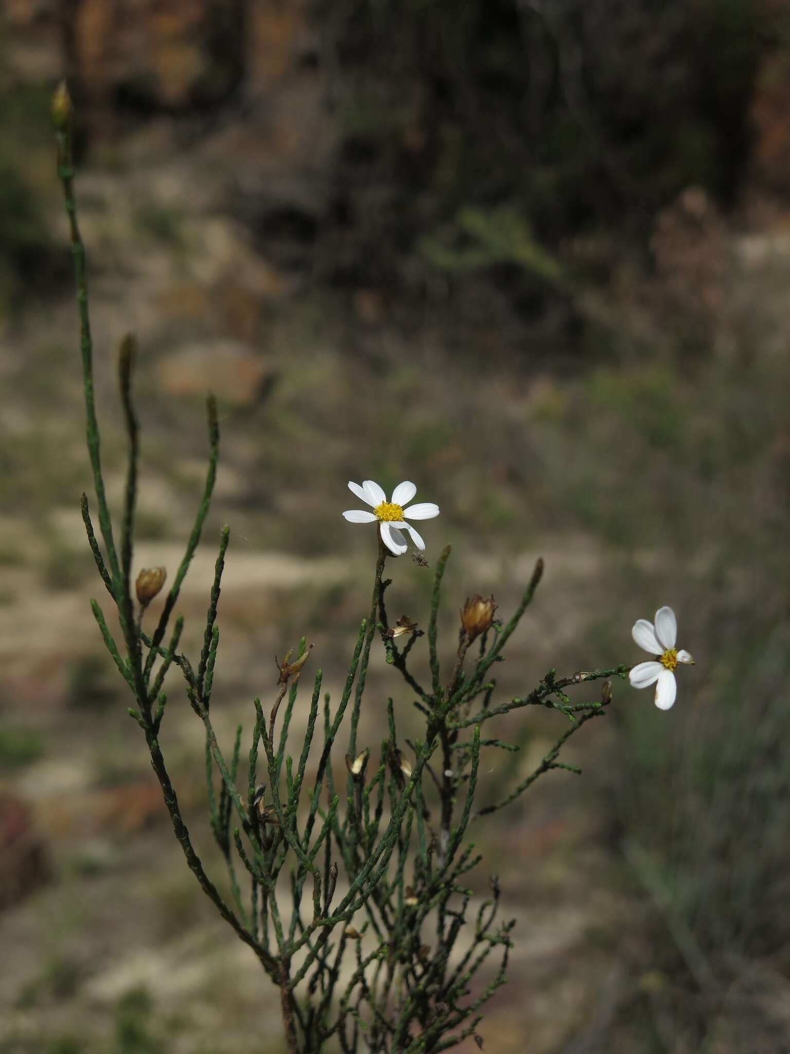 Image of Phymaspermum oppositifolium Magee & Ruiters