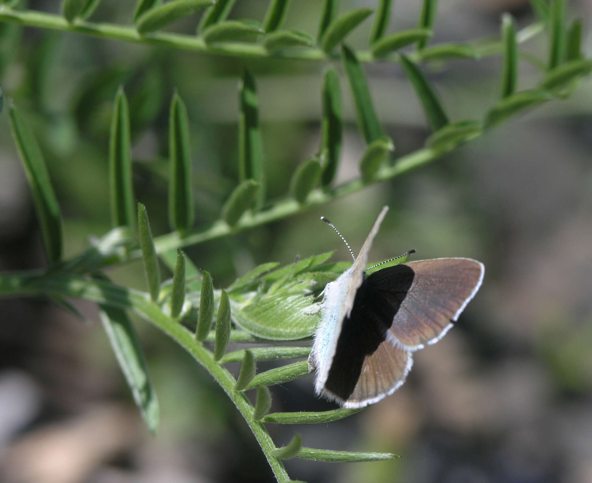 Imagem de Glaucopsyche lycormas (Butler 1866)