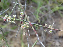 Adolphia infesta (Kunth) Meissn. resmi