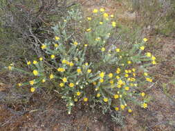 Image of Oedera fruticosa (L.) N. G. Bergh