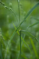 Image of Ascherson's orchardgrass