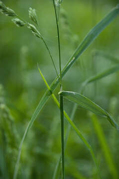 صورة Dactylis glomerata subsp. lobata (Drejer) H. Lindb.