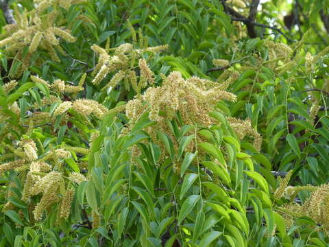 Imagem de Erythrophleum suaveolens (Guill. & Perr.) Brenan