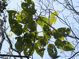 صورة Tabebuia platyantha (Griseb.) Britton