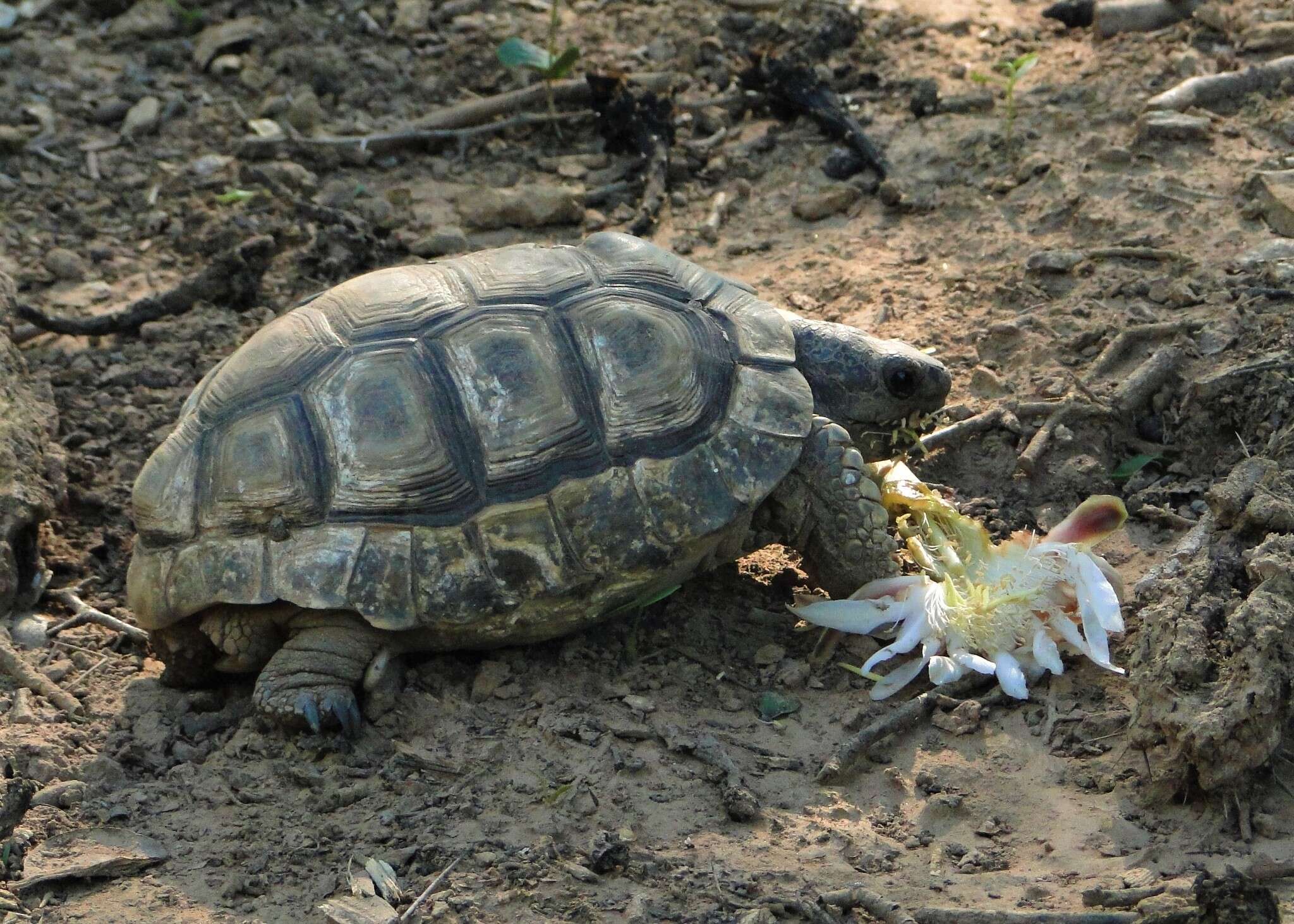 Image of Chilean Tortoise