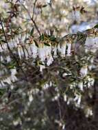 Image of Leucopogon nutans E. Pritz.