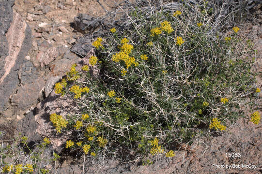 Image of Amphipappus fremontii var. fremontii