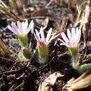 Gerbera natalensis Sch. Bip. resmi